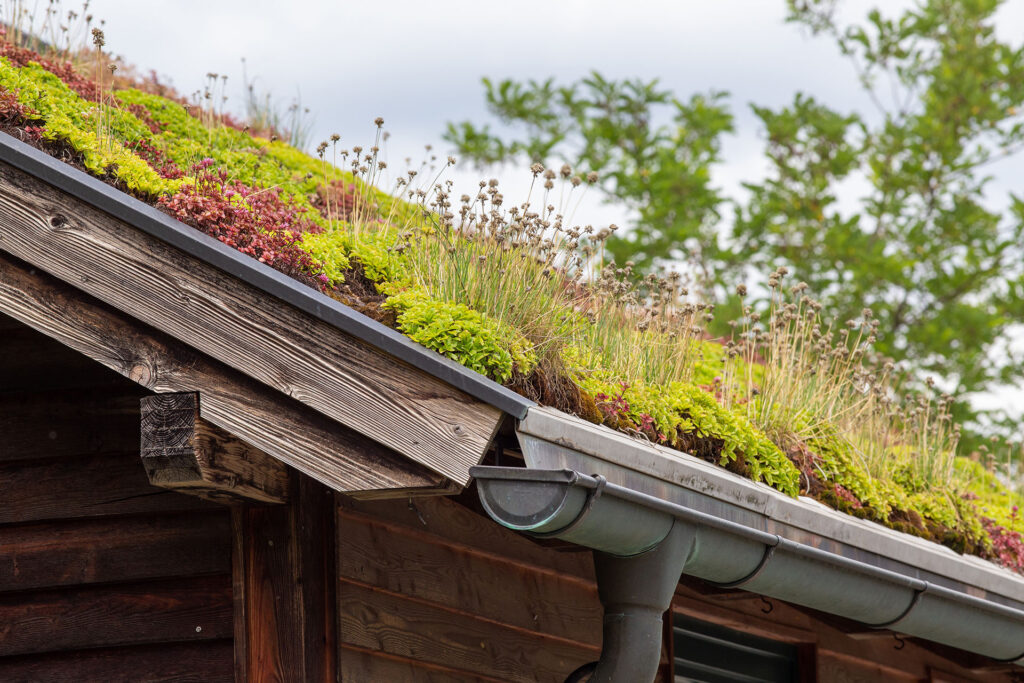 Close,Up,Of,Green,Roof,,Tiles,Covered,With,Plants