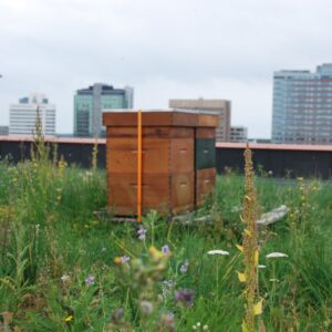 bijenkorf op groendak