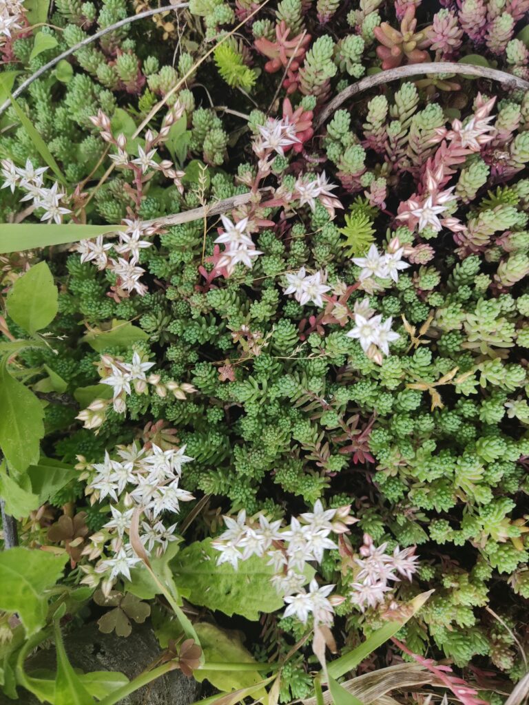 sedum bloei